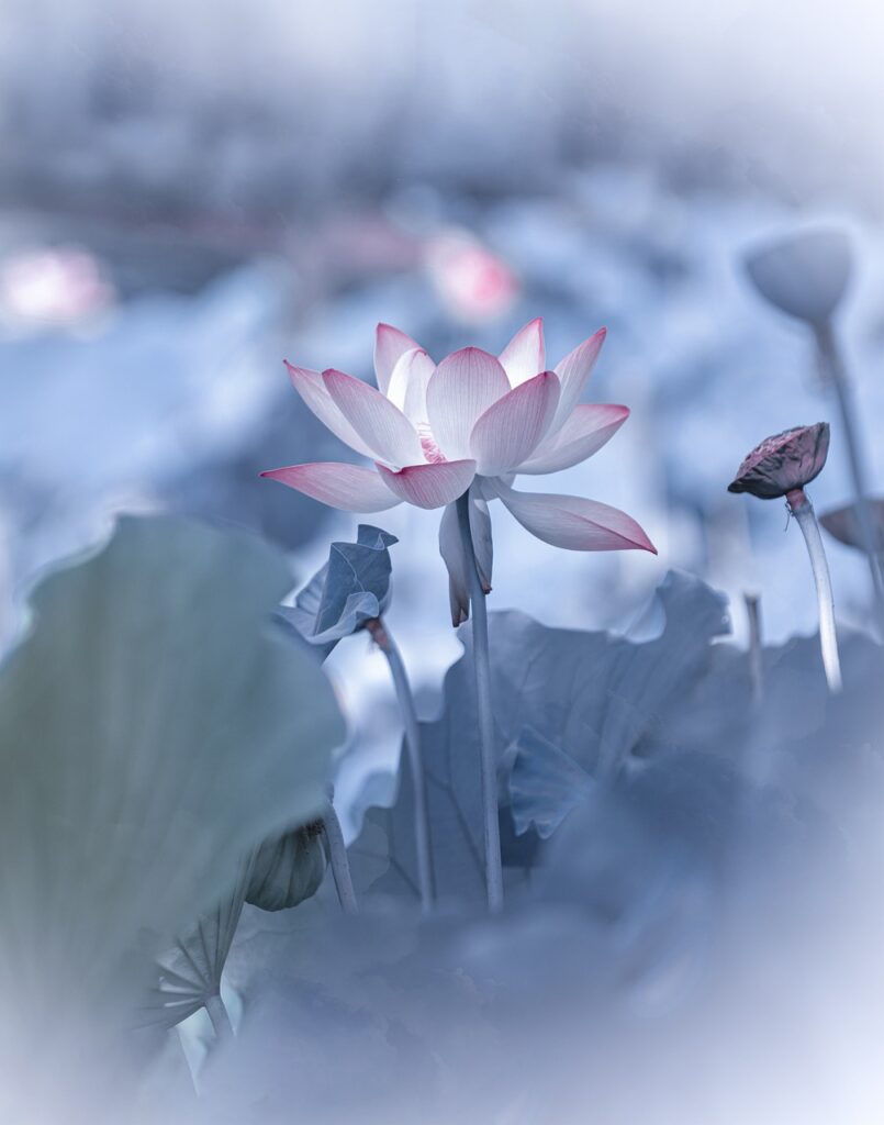 flower, flower background, lotus-7456402.jpg